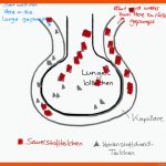 LungenblÃ¤schen Fuer Gasaustausch Lungenbläschen Arbeitsblatt