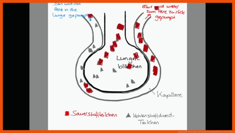 LungenblÃ¤schen für gasaustausch lungenbläschen arbeitsblatt