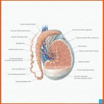 MÃ¤nnliche Geschlechtsorgane - Anatomie, Lage, Funktion Kenhub Fuer Männliche Geschlechtsorgane Arbeitsblatt