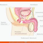 MÃ¤nnliche Geschlechtsorgane â Anatomie Des Mannes Fuer Männliche Geschlechtsorgane Arbeitsblatt