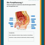 MÃ¤nnliche Geschlechtsorgane Fuer Arbeitsblatt Gehirn Beschriften