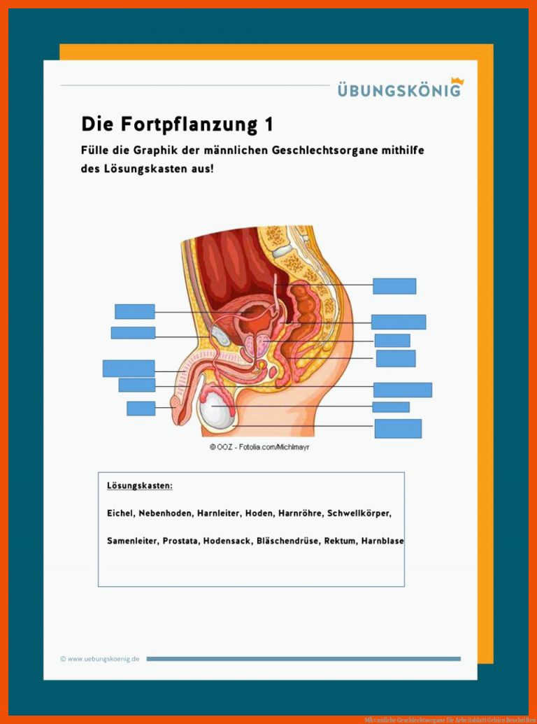 MÃ¤nnliche Geschlechtsorgane für arbeitsblatt gehirn beschriften