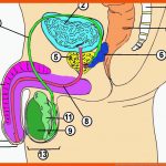 MÃ¤nnliche Geschlechtsorgane Fuer Männliche Geschlechtsorgane Arbeitsblatt