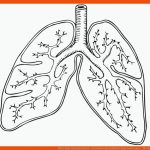 Malvorlage atmungssystem - Kostenlose Ausmalbilder Zum Ausdrucken ... Fuer atmungssystem Arbeitsblatt