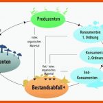 Martina Hirschmeier: GalÃpagos/stoffkreislauf (schlaumeiertv.de) Fuer Stoffkreislauf Im See Arbeitsblatt