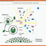 Mastertool themenpaket: Biologie - Pflanzenkunde 2 - Arus Media Fuer Die Verbreitung Von Samen Und Früchten Arbeitsblatt