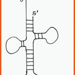 Materialien Oberstufe G8 Www.bio-nickl.de Fuer Verbreitung Von Früchten Und Samen Arbeitsblatt Schroedel