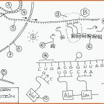 Materialien Oberstufe G8 Www.bio-nickl.de Fuer Verbreitung Von Früchten Und Samen Arbeitsblatt Schroedel