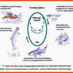 Materialien Und Medien â Landesbildungsserver Baden-wÃ¼rttemberg Fuer fortpflanzung Und Entwicklung Der forelle Arbeitsblatt