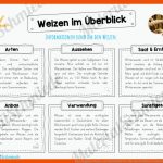Materialpaket Weizen (16 ArbeitsblÃ¤tter) Fuer Arbeitsblätter Grundschule Getreide Grundschule