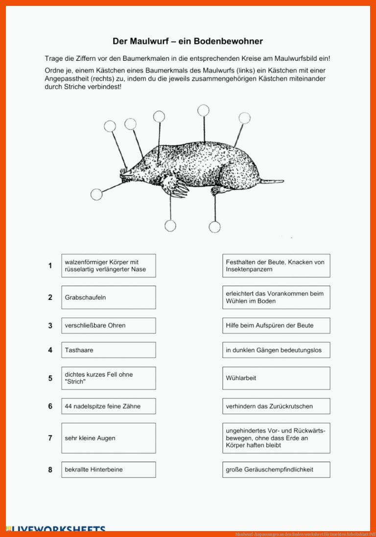 Maulwurf-Anpassungen an den Boden worksheet für insekten arbeitsblatt pdf