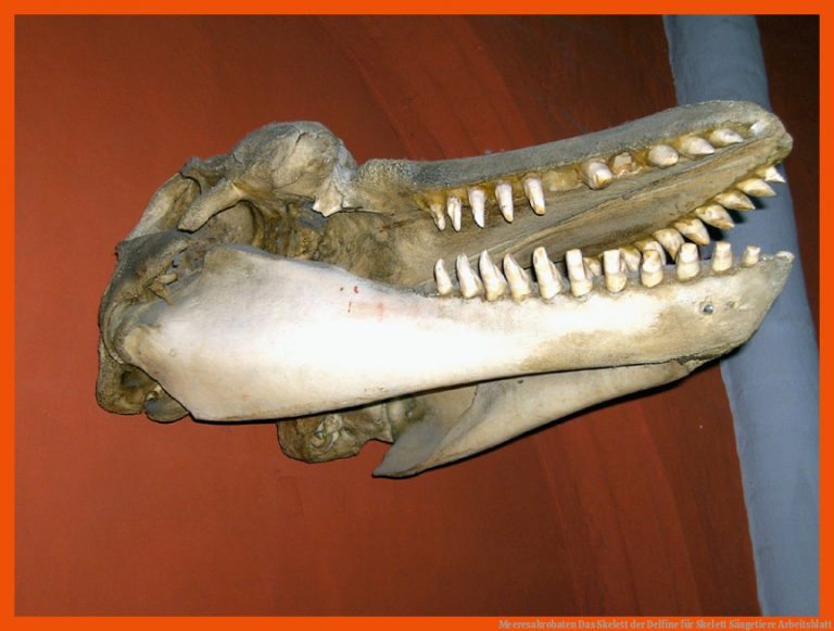 Meeresakrobaten | Das Skelett der Delfine für skelett säugetiere arbeitsblatt
