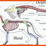 Meeresakrobaten Das Skelett Der Delfine Fuer Skelett Wirbeltiere Arbeitsblatt