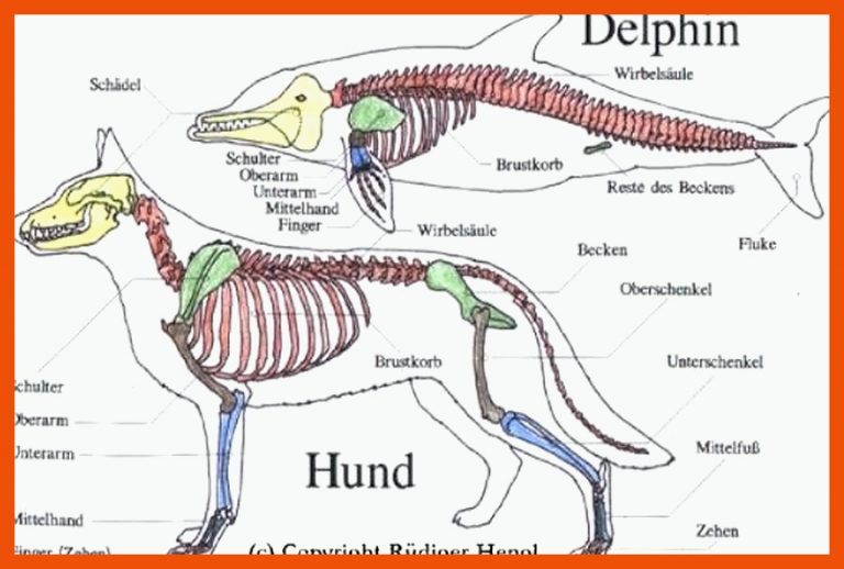 Meeresakrobaten | Das Skelett der Delfine für skelett wirbeltiere arbeitsblatt