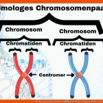 Meiose Ablauf Und Phasen â Schritt FÃ¼r Schritt ErklÃ¤rt Fuer Aufbau Eines Chromosoms Arbeitsblatt