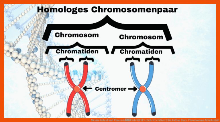 Meiose Ablauf Und Phasen â Schritt FÃ¼r Schritt ErklÃ¤rt Fuer Aufbau Eines Chromosoms Arbeitsblatt