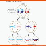 Meiose - Bildung Von Keimzellen Fuer Meiose Arbeitsblatt