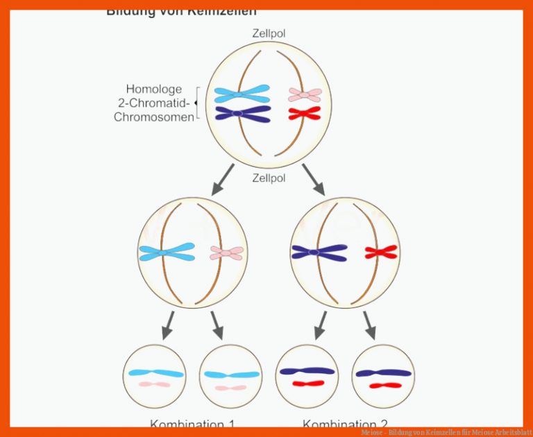 Meiose - Bildung von Keimzellen für meiose arbeitsblatt
