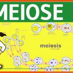 Meiose Einfach ErklÃ¤rt - Zellteilung 2 - Zellzyklus, Ablauf, Phasen & Zusammenfassung Fuer Zellzyklus Arbeitsblatt