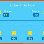 Mendelsche Regeln â¢ Einfach ErklÃ¤rt, Mendelsche Regel 1, 2, 3 ... Fuer 3 Mendelsche Regel Arbeitsblatt