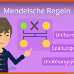 Mendelsche Regeln Fuer Mendelsche Regeln Arbeitsblatt Mit Lösungen Pdf