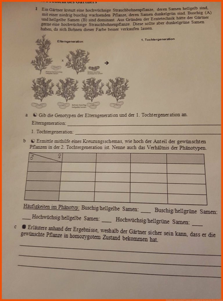 Mendelscher Regeln Arbeitsblatt? (computer, Schule, Biologie) Fuer Vom Samen Zur Pflanze Arbeitsblatt