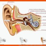 Mensch :: Sinnesorgane :: GehÃ¶r :: Aufbau Des Ohres Bild ... Fuer Aufbau Des Ohres Arbeitsblatt