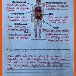 Mensch Und Gesundheit (s. 270-295) - Bzlearnings Webseite! Fuer Arbeitsblatt Immunsystem