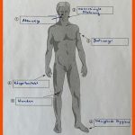 Mensch Und Gesundheit (s. 270-295) - Bzlearnings Webseite! Fuer Vergleich Viren Bakterien Arbeitsblatt
