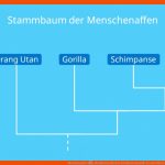 Menschenaffe â¢ Steckbrief, Mensch Und Menschenaffe Â· [mit Video] Fuer Vergleich Schimpanse Mensch Arbeitsblatt