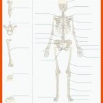 Menschliches Skelett Arbeitsblatt Vektorillustration Leeres ... Fuer Das Skelett Des Menschen Arbeitsblatt