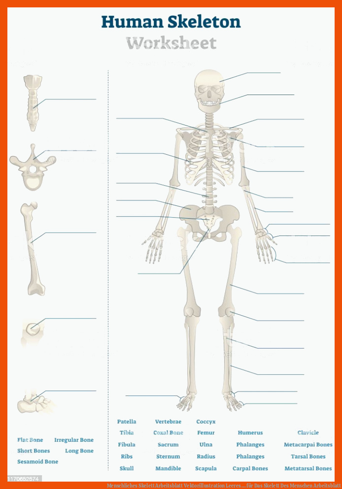 Menschliches Skelett Arbeitsblatt Vektorillustration Leeres ... für das skelett des menschen arbeitsblatt