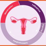 Menstruationszyklus: Wie Funktioniert Der Zyklus? Cyclotest Fuer Der Weibliche Zyklus Arbeitsblatt Lösungen