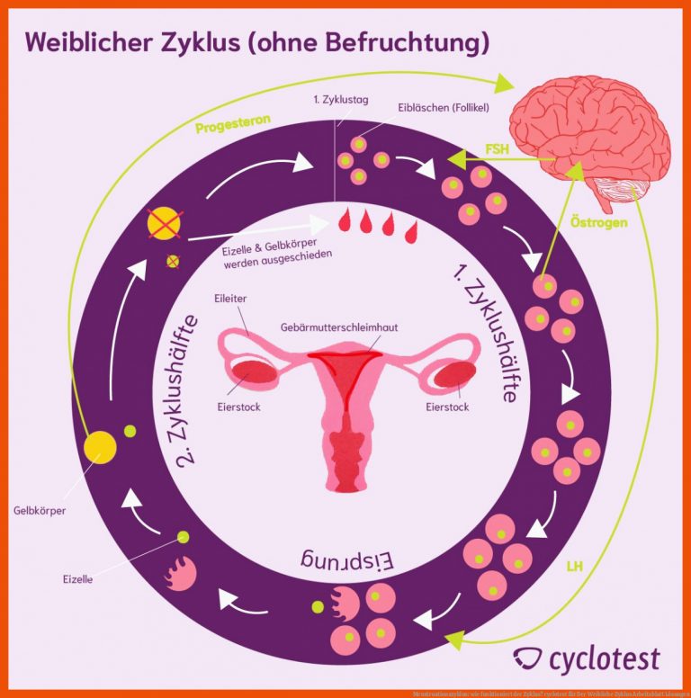 Menstruationszyklus: wie funktioniert der Zyklus? | cyclotest für der weibliche zyklus arbeitsblatt lösungen