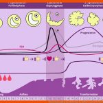 Menstruationszyklus: Wie Funktioniert Der Zyklus? Cyclotest Fuer Menstruationszyklus Der Weibliche Zyklus Arbeitsblatt Lösungen