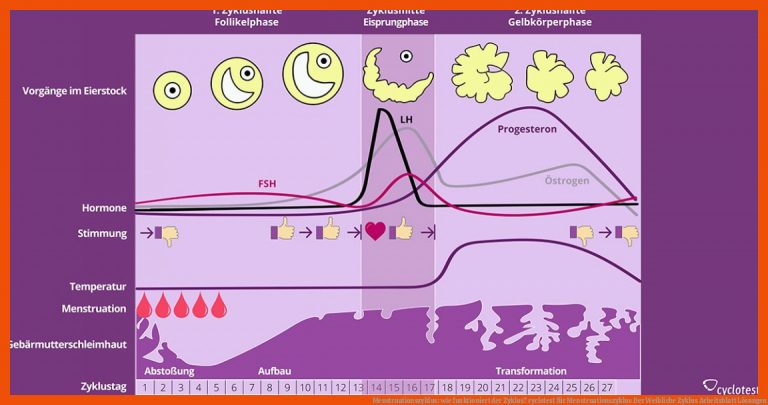 Menstruationszyklus: wie funktioniert der Zyklus? | cyclotest für menstruationszyklus der weibliche zyklus arbeitsblatt lösungen