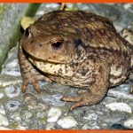 Merkmale Der Amphibien (lurche) Biologie Schubu Fuer Amphibien Merkmale Arbeitsblatt