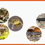 Merkmale Der Amphibien (lurche) Biologie Schubu Fuer Arbeitsblatt Lurche Klasse 5 Kostenlos