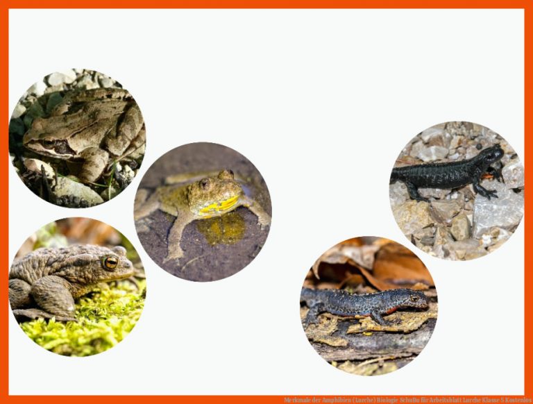 Merkmale der Amphibien (Lurche) | Biologie | SchuBu für arbeitsblatt lurche klasse 5 kostenlos