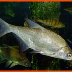 Merkmale Der Fische Biologie Schubu Fuer Arbeitsblatt Aufbau Fisch Klasse 5