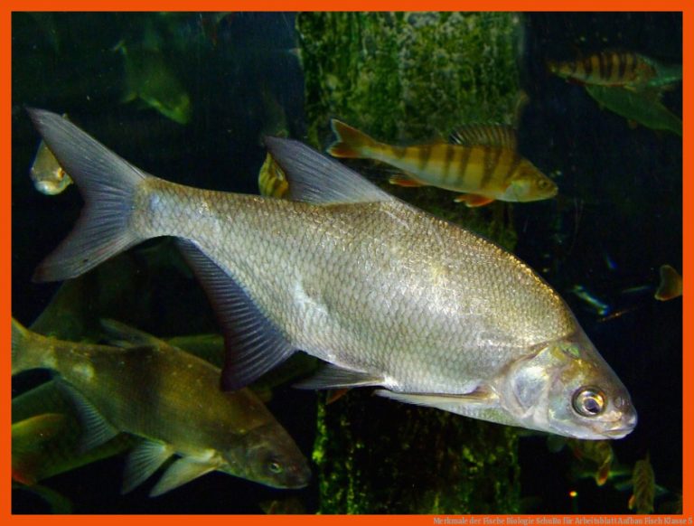 Merkmale der Fische | Biologie | SchuBu für arbeitsblatt aufbau fisch klasse 5