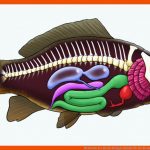 Merkmale Der Fische Biologie Schubu Fuer Die Kiemenatmung Der Fische Arbeitsblatt Lösungen