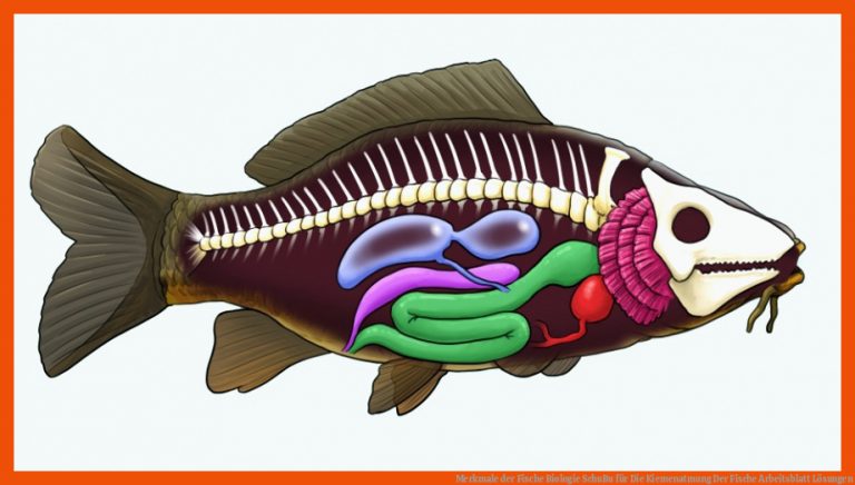 Merkmale der Fische | Biologie | SchuBu für die kiemenatmung der fische arbeitsblatt lösungen