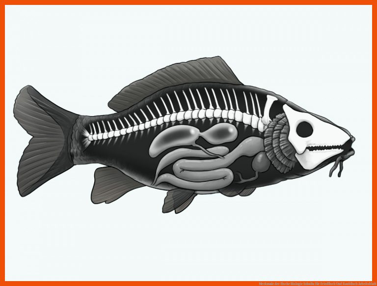 Merkmale der Fische | Biologie | SchuBu für friedfisch und raubfisch arbeitsblatt