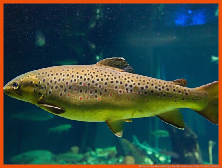 Merkmale der Fische | Biologie | SchuBu für merkmale der fische arbeitsblatt