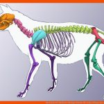 Merkmale Der Raubtiere Biologie Schubu Fuer Gebiss Pflanzenfresser Fleischfresser Allesfresser Arbeitsblatt