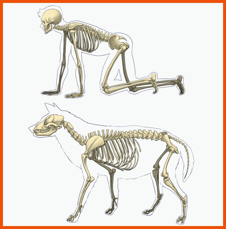 Merkmale Der Raubtiere Biologie Schubu Fuer Skelett Säugetiere Arbeitsblatt