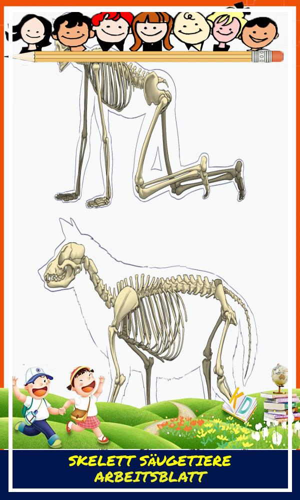 Skelett Säugetiere Arbeitsblatt