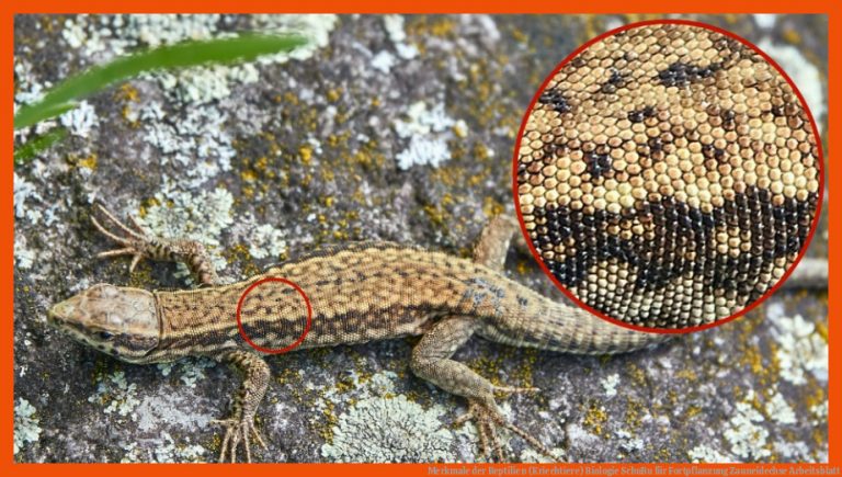 Merkmale der Reptilien (Kriechtiere) | Biologie | SchuBu für fortpflanzung zauneidechse arbeitsblatt