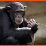 Merkmale Des Menschen Biologie Schubu Fuer Vergleich Schimpanse Mensch Arbeitsblatt